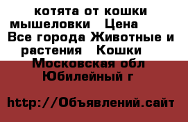 котята от кошки мышеловки › Цена ­ 10 - Все города Животные и растения » Кошки   . Московская обл.,Юбилейный г.